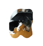 我が家の可愛い愛猫（個別スタンプ：3）