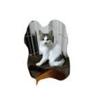 我が家の可愛い愛猫（個別スタンプ：4）