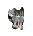 我が家の可愛い愛猫（個別スタンプ：5）