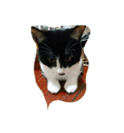 我が家の可愛い愛猫（個別スタンプ：6）