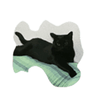 我が家の可愛い愛猫（個別スタンプ：7）