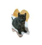 我が家の可愛い愛猫（個別スタンプ：8）