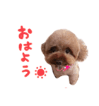 トイプーのキャンディ（個別スタンプ：1）