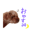 トイプーのキャンディ（個別スタンプ：3）