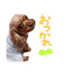 トイプーのキャンディ（個別スタンプ：5）