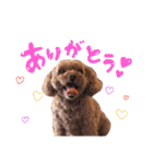 トイプーのキャンディ（個別スタンプ：7）