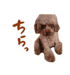 トイプーのキャンディ（個別スタンプ：9）