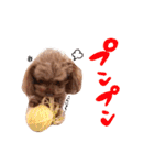 トイプーのキャンディ（個別スタンプ：11）