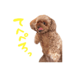 トイプーのキャンディ（個別スタンプ：12）