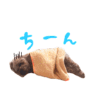 トイプーのキャンディ（個別スタンプ：13）
