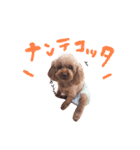 トイプーのキャンディ（個別スタンプ：14）