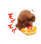トイプーのキャンディ（個別スタンプ：15）