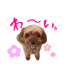 トイプーのキャンディ（個別スタンプ：17）