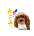 トイプーのキャンディ（個別スタンプ：21）