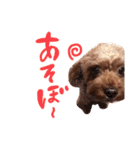 トイプーのキャンディ（個別スタンプ：22）