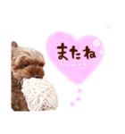トイプーのキャンディ（個別スタンプ：28）