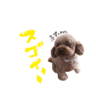 トイプーのキャンディ（個別スタンプ：32）