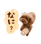 トイプーのキャンディ（個別スタンプ：38）
