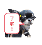 つぶあん君のスタンプ（個別スタンプ：6）