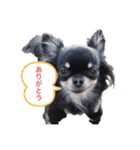 つぶあん君のスタンプ（個別スタンプ：7）