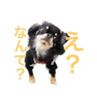 つぶあん君のスタンプ（個別スタンプ：11）