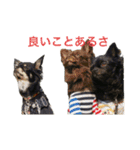 つぶあん君のスタンプ（個別スタンプ：24）