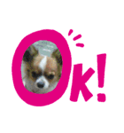 チッチすたんぷ（個別スタンプ：1）