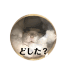 ぴょん吉kun（個別スタンプ：3）
