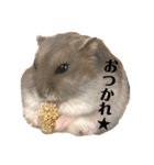 ぴょん吉kun（個別スタンプ：4）