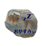 ぴょん吉kun（個別スタンプ：7）