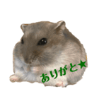 ぴょん吉kun（個別スタンプ：8）