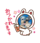 マロちゃんスタンプ第一弾（個別スタンプ：6）