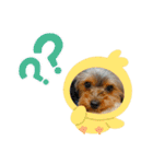 マロちゃんスタンプ第一弾（個別スタンプ：8）