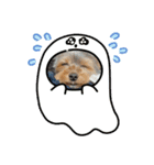 マロちゃんスタンプ第一弾（個別スタンプ：14）