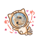 マロちゃんスタンプ第一弾（個別スタンプ：15）