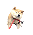 柴犬のななちゃん。（個別スタンプ：1）