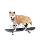 柴犬のななちゃん。（個別スタンプ：2）