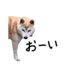 柴犬のななちゃん。（個別スタンプ：3）
