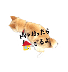 柴犬のななちゃん。（個別スタンプ：4）