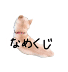 柴犬のななちゃん。（個別スタンプ：5）