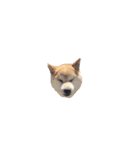 柴犬のななちゃん。（個別スタンプ：7）
