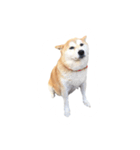 柴犬のななちゃん。（個別スタンプ：8）