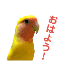 コザクラインコ ペッコちゃん2（個別スタンプ：1）
