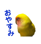 コザクラインコ ペッコちゃん2（個別スタンプ：2）