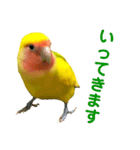 コザクラインコ ペッコちゃん2（個別スタンプ：3）