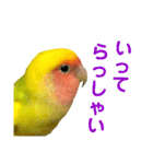 コザクラインコ ペッコちゃん2（個別スタンプ：4）