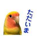 コザクラインコ ペッコちゃん2（個別スタンプ：5）
