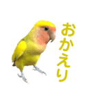 コザクラインコ ペッコちゃん2（個別スタンプ：6）