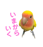 コザクラインコ ペッコちゃん2（個別スタンプ：7）