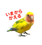 コザクラインコ ペッコちゃん2（個別スタンプ：8）